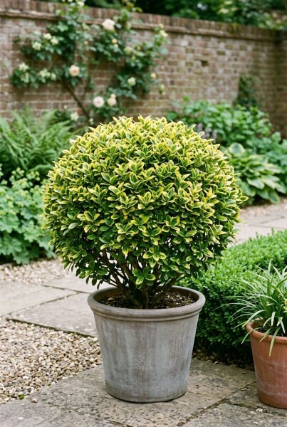 Euonymus japonicus 'Aureus' Kugel