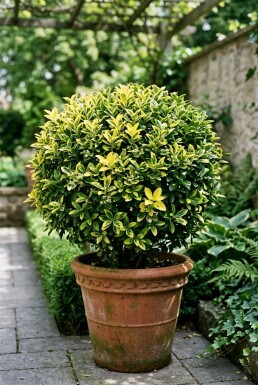 Euonymus japonicus 'Aureus' Kugel