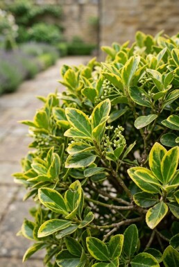 Euonymus japonicus 'Aureus' Kugel