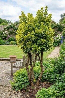 Euonymus japonicus 'Aureus' Mehrstämmig