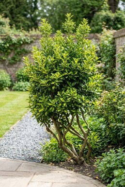 Euonymus japonicus 'Aureus' Mehrstämmig