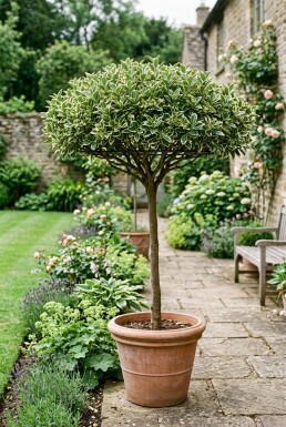 Euonymus japonicus 'Bravo' Schirm