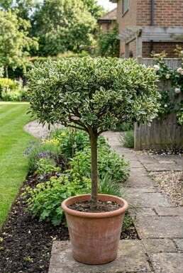 Euonymus japonicus 'Bravo' Schirm
