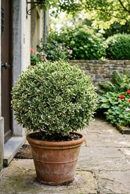 Euonymus japonicus 'Bravo' Kugel