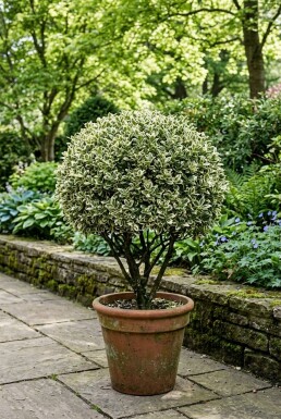 Euonymus japonicus 'Bravo' Kugel