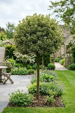Euonymus japonicus 'Kathy' Halbstamm