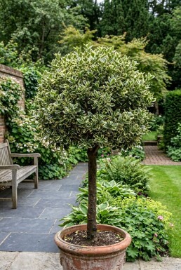 Euonymus japonicus 'Kathy' Halbstamm