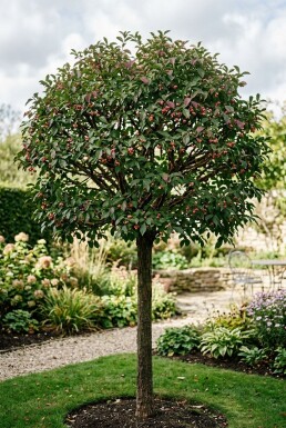 Euonymus phellomanus Halb штamm