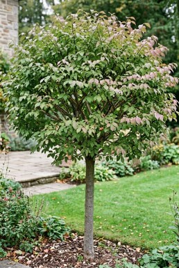 Euonymus phellomanus Halb штamm