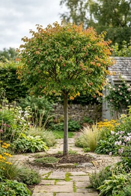 Euonymus planipes Halbstamm