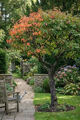 Euonymus planipes Halbstamm