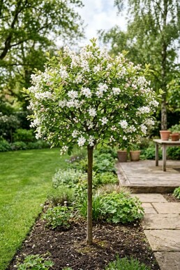 Exochorda racemosa 'Blushing Pearl®' Stock
