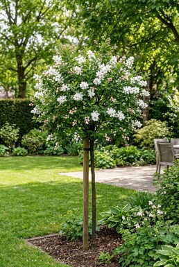 Exochorda racemosa 'Blushing Pearl®' Stock