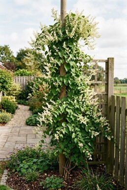 Fallopia baldschuanica Stab
