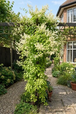 Fallopia baldschuanica Stab
