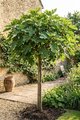 Ficus carica 'Brown Turkey' Stämmchen