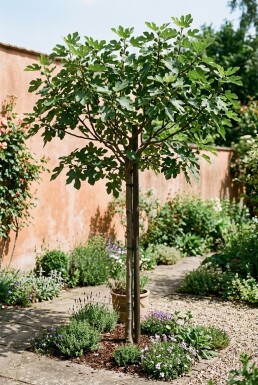 Ficus carica 'Brown Turkey' Stämmchen