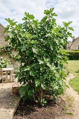 Ficus carica 'Brown Turkey' Strauch