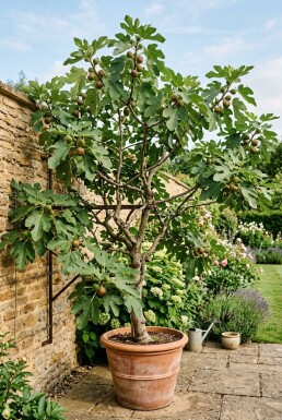 Ficus carica 'Brown Turkey' Tragbügel