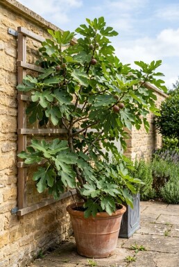 Ficus carica 'Brown Turkey' Tragbügel