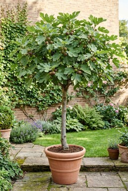 Ficus carica 'Brown Turkey' Stämmchen