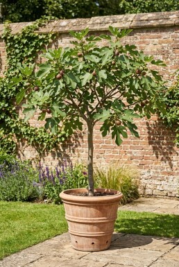 Ficus carica 'Brown Turkey' Stämmchen
