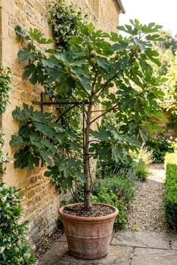 Ficus carica 'Gustis® TwoTimer®' Tragbogen
