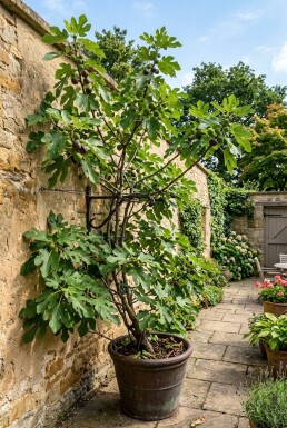Ficus carica 'Gustis® TwoTimer®' Tragbogen
