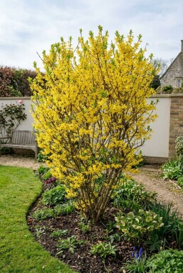 Forsythia intermedia 'Week End' Strauch