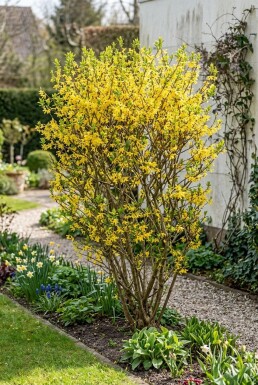Forsythia intermedia 'Week End' Strauch