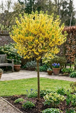 Forsythia intermedia 'Week End' Halbstamm