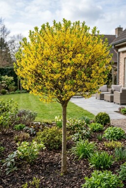 Forsythia intermedia 'Week End' Halbstamm