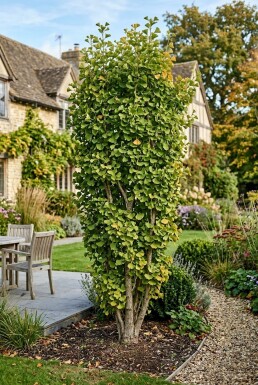 Ginkgo biloba 'Fastigiata Blagon' Strauch