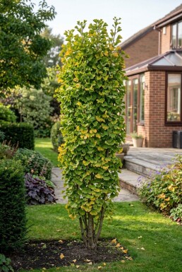 Ginkgo biloba 'Fastigiata Blagon' Strauch