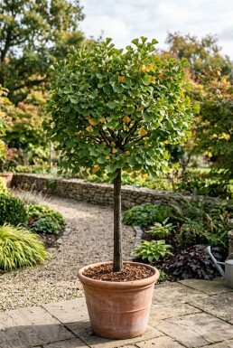 Ginkgo biloba 'Mariken' Auf Stamm