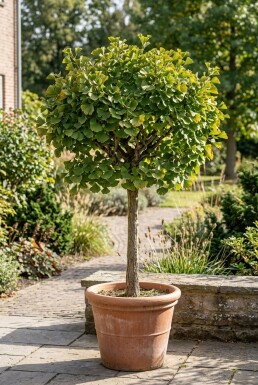 Ginkgo biloba 'Mariken' Auf Stamm