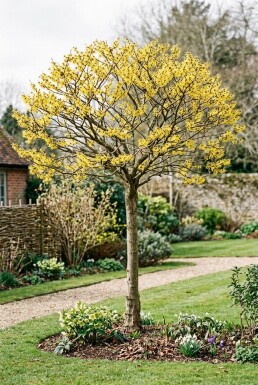 Hamamelis intermedia 'Arnold Promise' Halbstamm