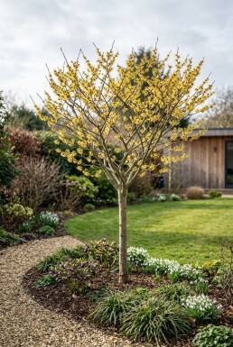 Hamamelis intermedia 'Arnold Promise' Halbstamm