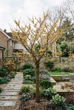 Hamamelis intermedia 'Arnold Promise' Hochstamm