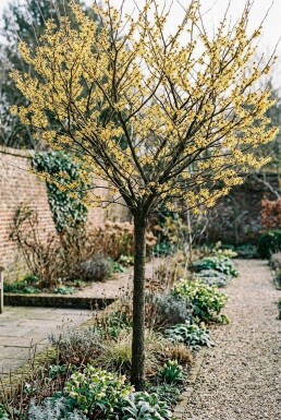 Hamamelis intermedia 'Arnold Promise' Hochstamm