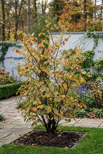 Hamamelis intermedia 'Westerstede' Solitär