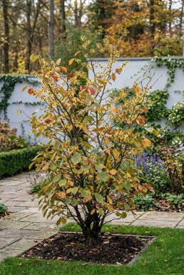 Hamamelis intermedia 'Westerstede' Solitär