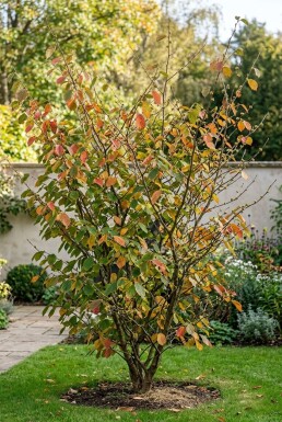 Hamamelis intermedia 'Westerstede' Solitär