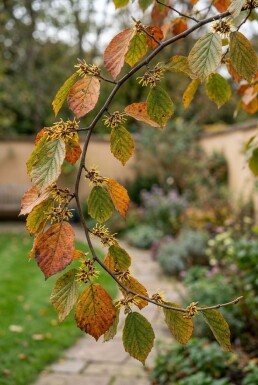 Hamamelis intermedia 'Westerstede' Solitär