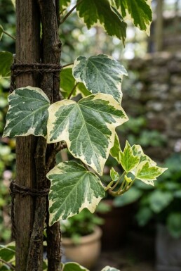 Hedera colchica 'Dentata Variegata' am Stab