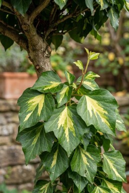 Hedera colchica 'Sulphur Heart' Stämmchen