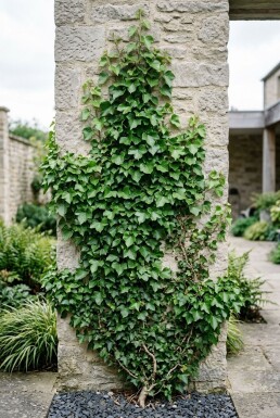Hedera helix Stab