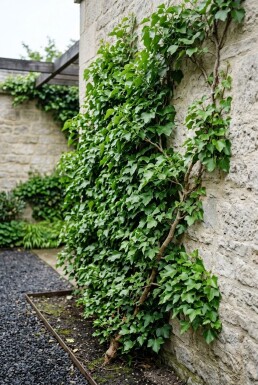 Hedera helix Stab
