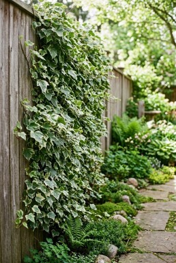 Hedera helix 'Eva' Gestab Efeu