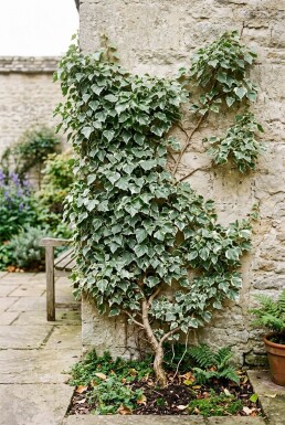 Hedera helix 'Glacier' Stämmchen